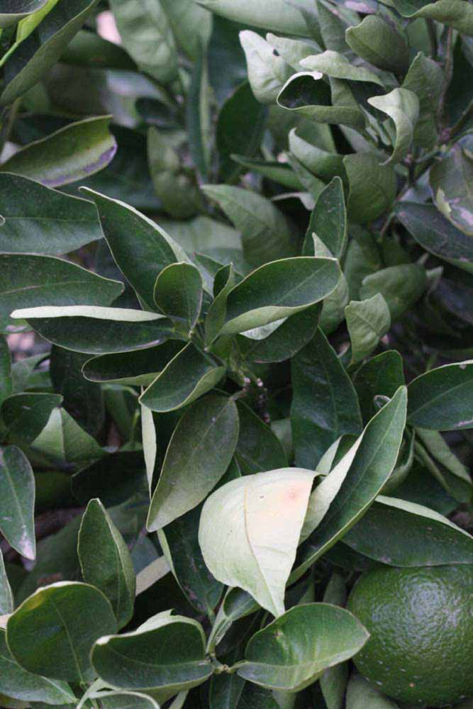              Sun leaves (Riverside, CA)       